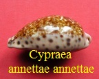 Cypraea (Pseudozonaria) annettae, Dall 1909